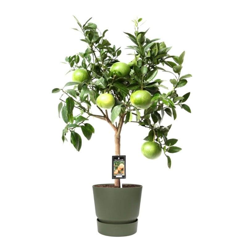 Citrus Grapefruit op stam in ELHO outdoor sierpot Greenville Rond (groen)