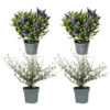 Superdeal: Complete set 4 Tuinplanten Addenda Hebe Donna mix (Wit, Roze, Blauw en Paars)