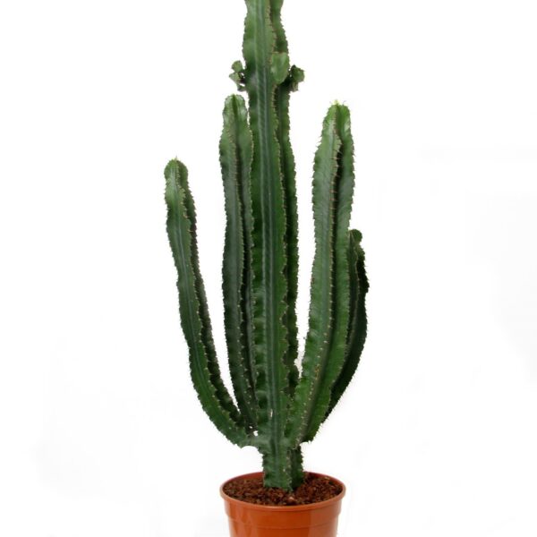 Euphorbia Erytrea (Cowboycactus)