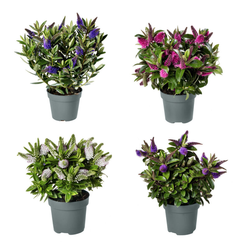 Superdeal: Complete set 4 Tuinplanten Addenda Hebe Donna mix (Wit, Roze, Blauw en Paars)