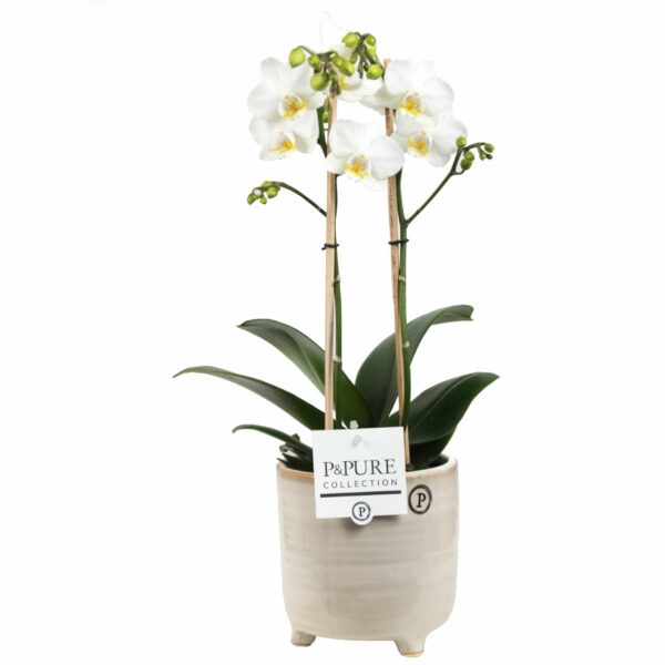 Phalaenopsis 2 tak wit in pot Lauren