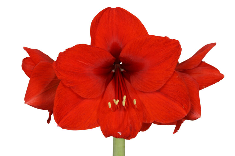 Amaryllis No Water Flowers Waxz Colours