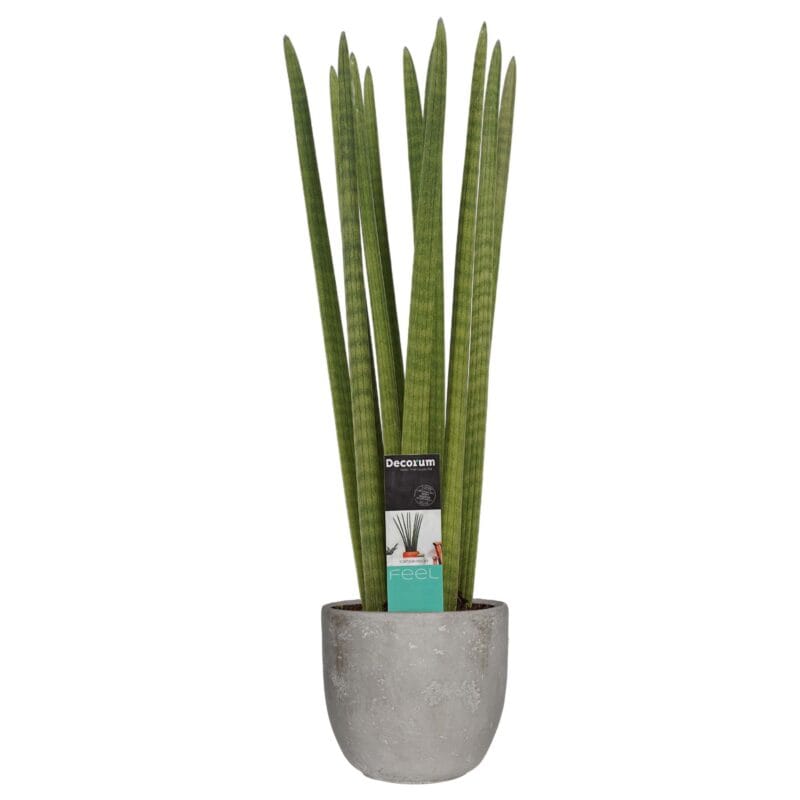 Sansevieria Cylindrica straight in Mica sierpot Jimmy (lichtgrijs)