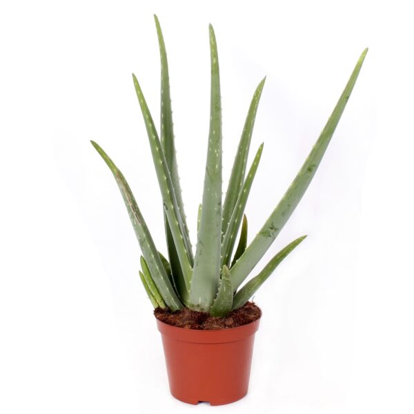 Extreem rand Aarzelen Cactussen en vetplanten kopen? - YourPlants - Vers van de kweker
