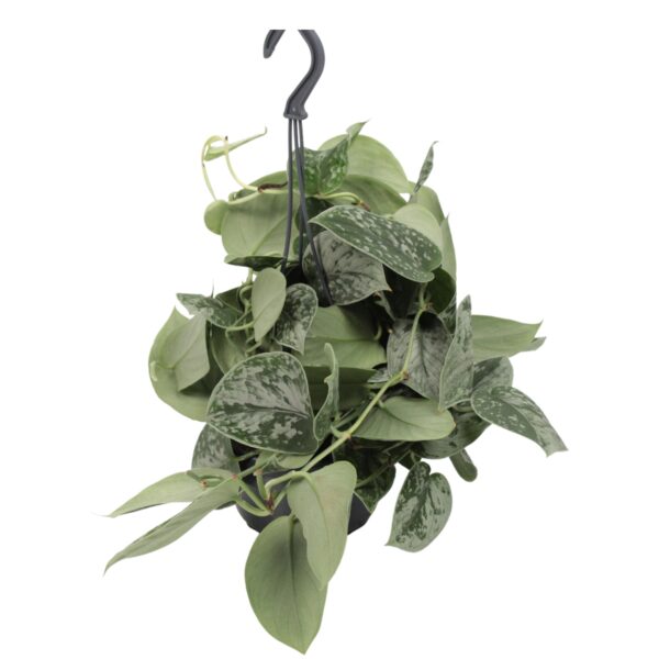 Scindapsus 'Silvery Ann' (hangplant)