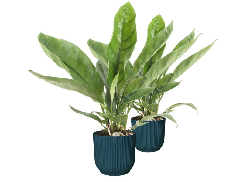 Duo Anthurium 'Jungle King'  in ELHO Vibes (donkerblauw)