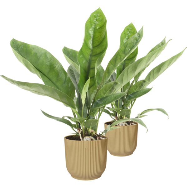 Duo Anthurium 'Jungle King'  in ELHO Vibes (botergeel)