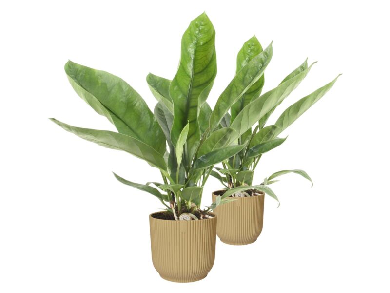 Duo Anthurium 'Jungle King'  in ELHO Vibes (botergeel)