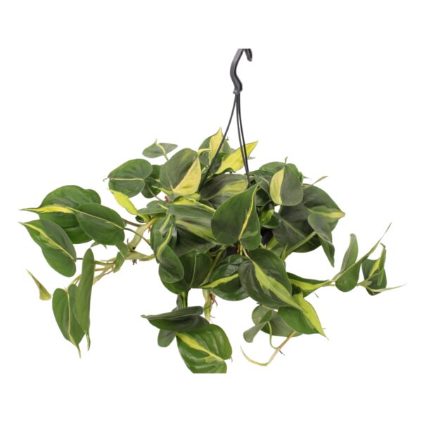 Philodendron Brasil (hangplant)