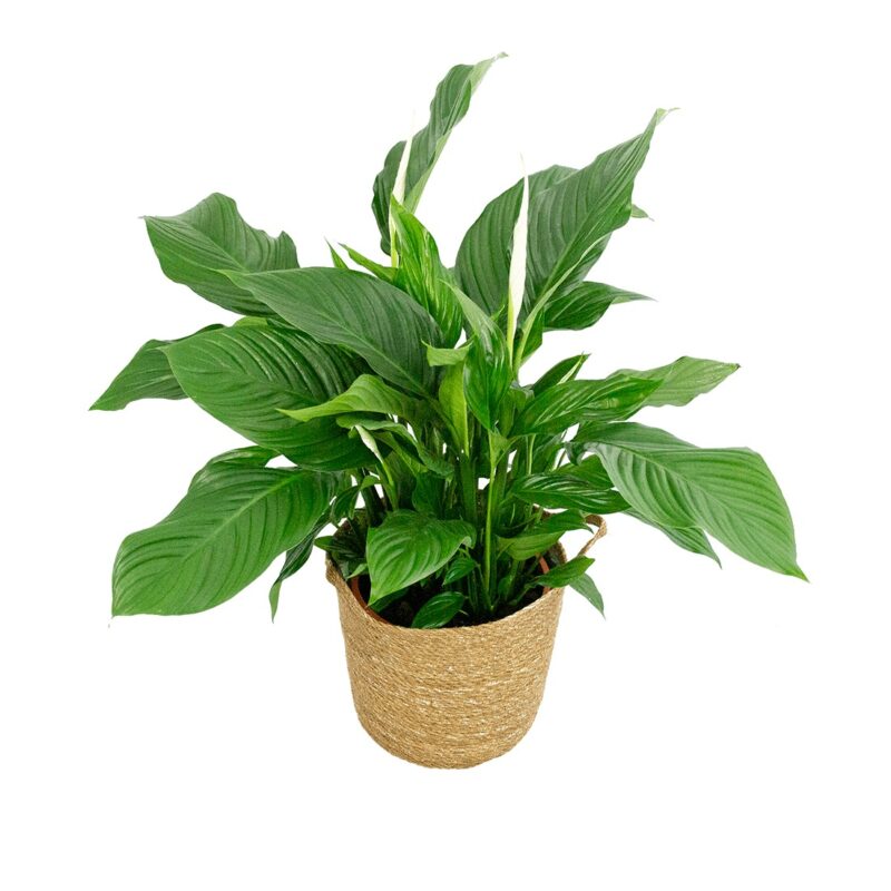 Spathiphyllum ‘Sweet Lauretta’ in handgevlochten sierpot Nelis (naturel)