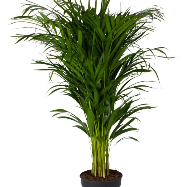 Areca palm (Goudpalm)