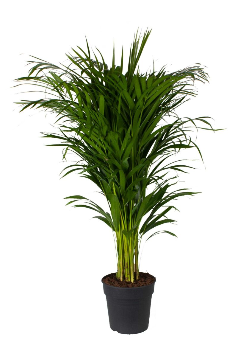 Areca palm (Goudpalm)