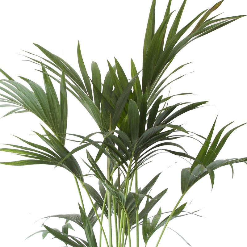 Kentia Palm in ELHO b.for soft sierpot (wit)