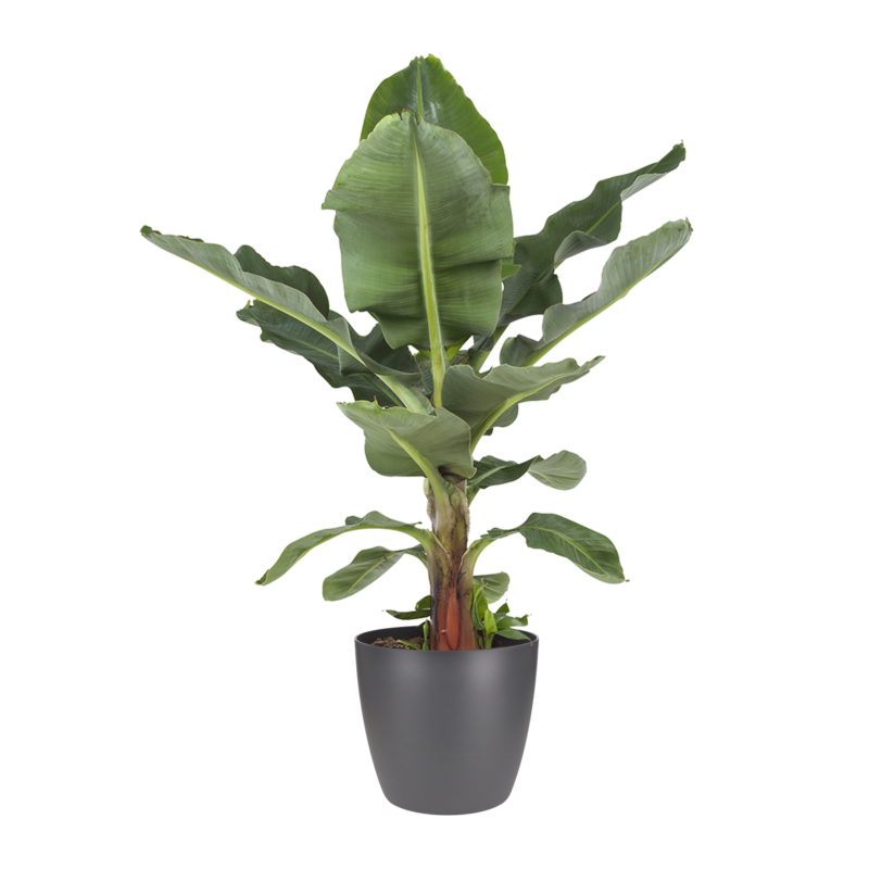 Musa bananenplant met Elho Brussels Round pot Antracite