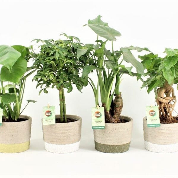Plantenpakket Tropic Mix in Stone Leaf