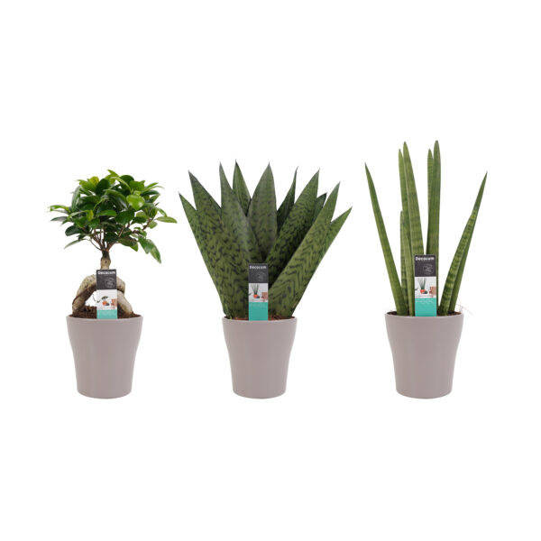 Plantenpakket Unstoppable -  Ficus Ginseng Bonsai, Sansevieria Cylindrica, Sansevieria Zeylanica In Sierpot Anna Taupe
