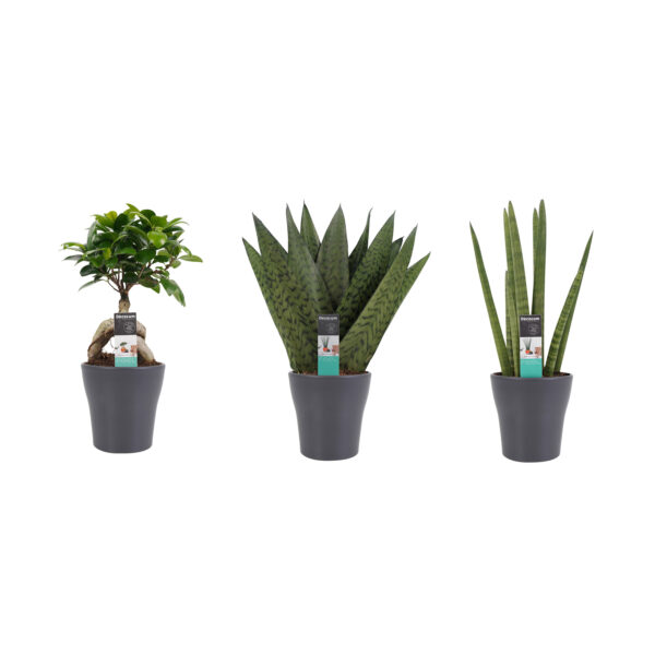 Plantenpakket Unstoppable -  Ficus Ginseng Bonsai, Sansevieria Cylindrica, Sansevieria Zeylanica In Sierpot Anna Grey
