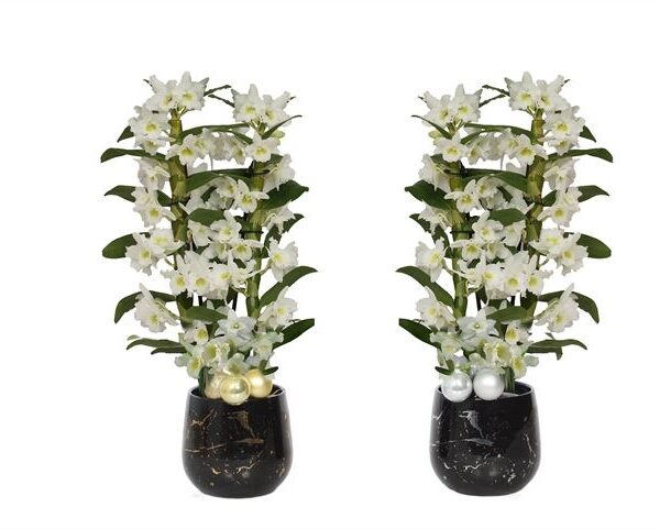Twee Stuks Orchidee Rhonda Gold/Silver Dendr Nobile Apollon in Sierpot