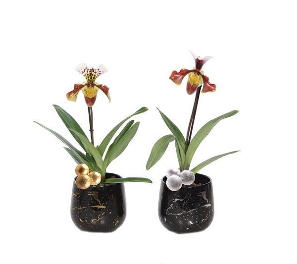 Orchidee Rhonda Paphiopedilum in Sierpot