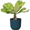 Brighamia insignis ‘Hawaii Palm’  in ELHO ® Vibes Fold Rond (diepblauw)