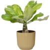 Brighamia insignis ‘Hawaii Palm’  in ELHO ® Vibes Fold Rond (zijdewit)
