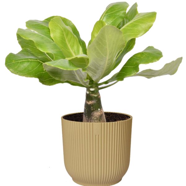 Brighamia insignis ‘Hawaii Palm’  in ELHO ® Vibes Fold Rond (botergeel)
