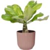 Brighamia insignis ‘Hawaii Palm’  in ELHO ® Vibes Fold Rond (delicaat roze)