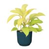 Philodendron Malay Gold in ELHO ® Vibes Fold Rond (delicaat roze)