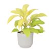 Philodendron Malay Gold in ELHO ® Vibes Fold Rond (zijdewit)