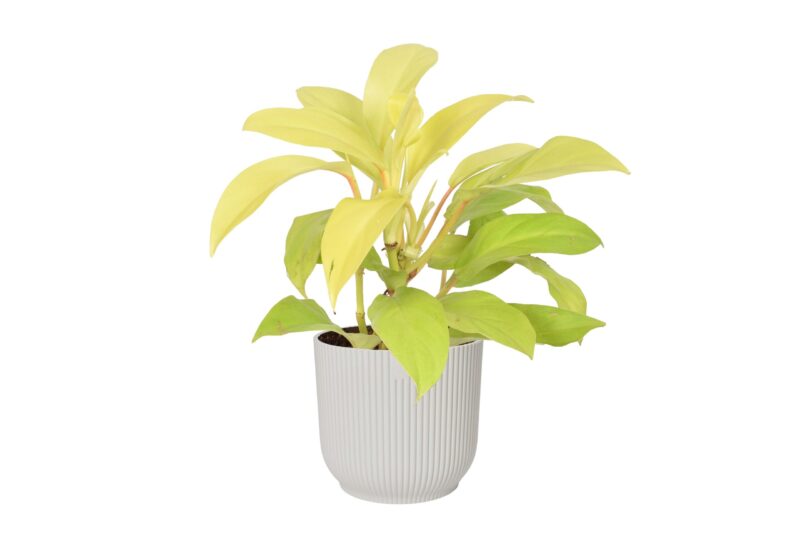 Philodendron Malay Gold in ELHO ® Vibes Fold Rond (zijdewit)