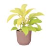 Philodendron Malay Gold in ELHO ® Vibes Fold Rond (diepblauw)