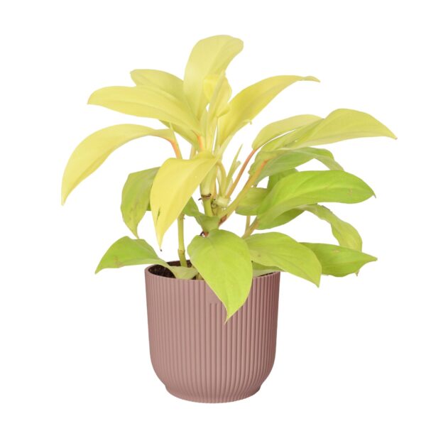 Philodendron Malay Gold in ELHO ® Vibes Fold Rond (delicaat roze)