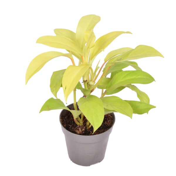 Philodendron 'Malay Gold'