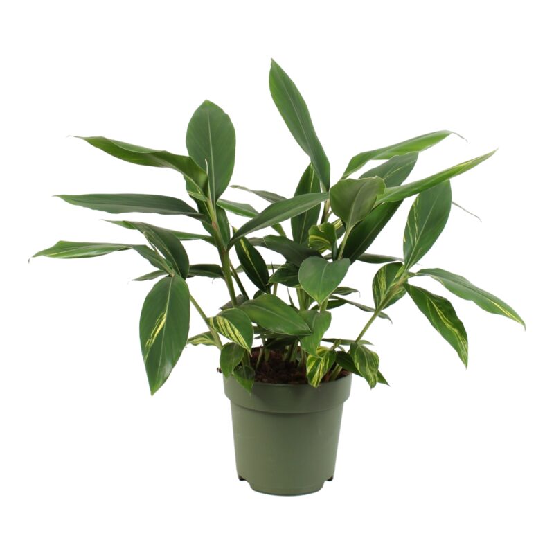 Alpinia zerumbet 'Variegata' (Gemberplant)