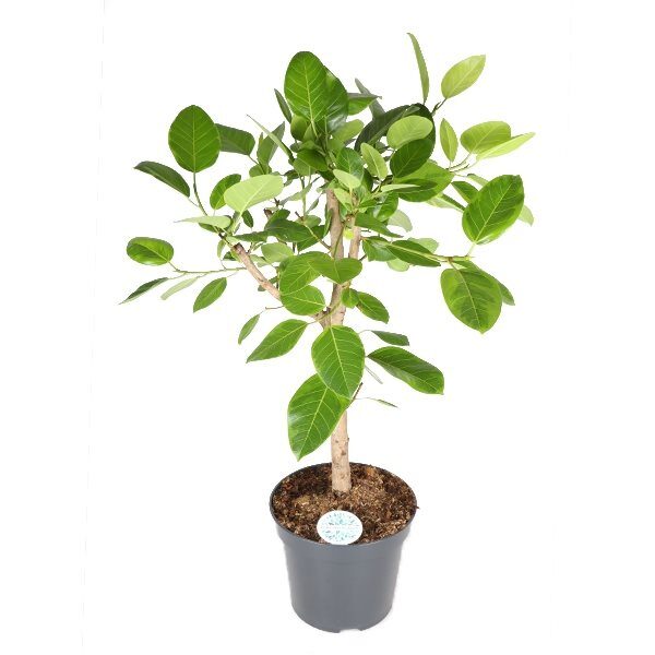 Ficus Altissima (vertakt)