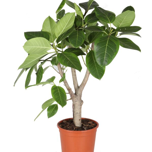 Ficus Altissima (vertakt)