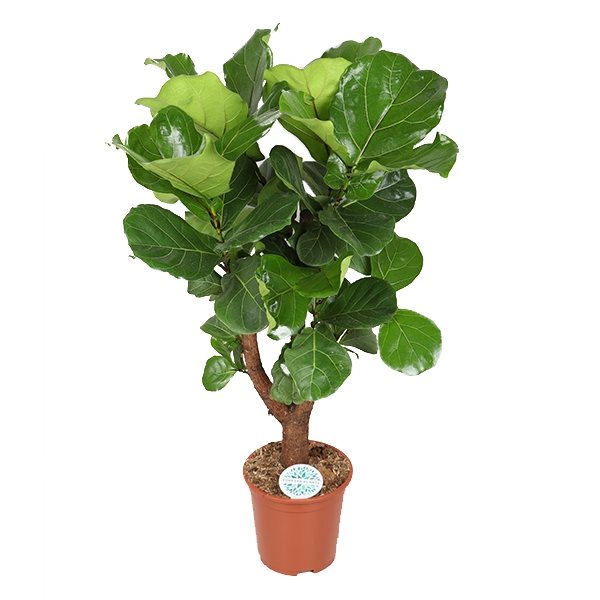 Ficus Lyrata (vertakt)