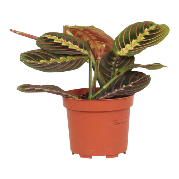 Tiengebodenplant Maranta leuconeura 'Tricolor'