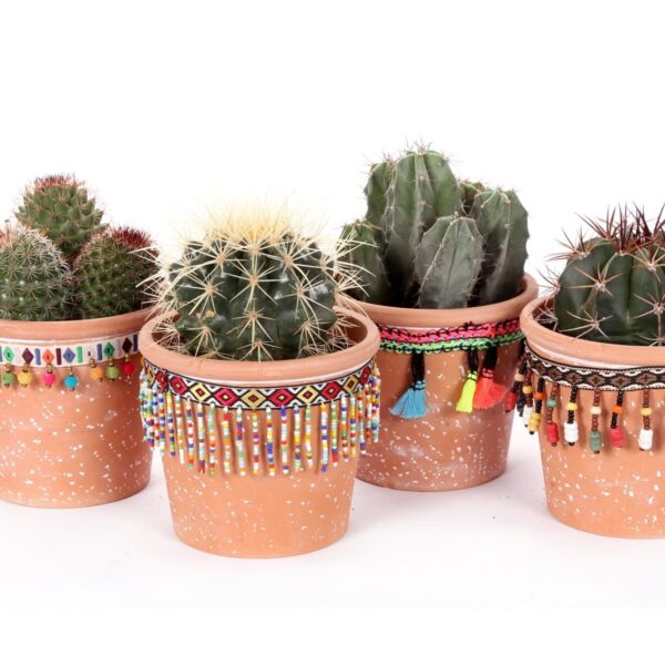 Set van vier cactussen in San Jose de Mayo-keramiek