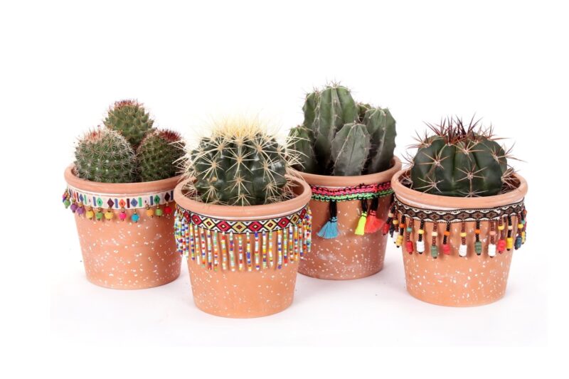 Set van vier cactussen in San Jose de Mayo-keramiek