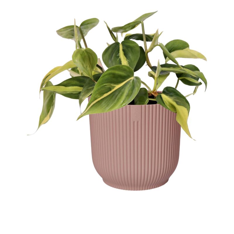 Philodendron Brazil in ELHO sierpot Vibes Fold (delicaat roze)