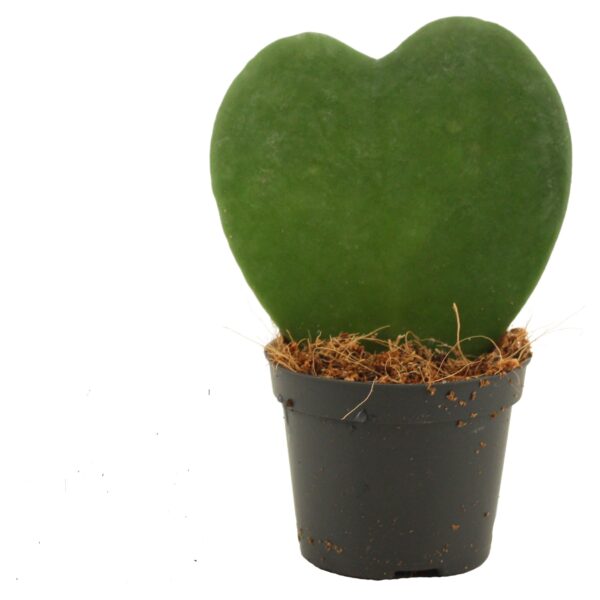 Hartjesplant (Hoya Kerrii)