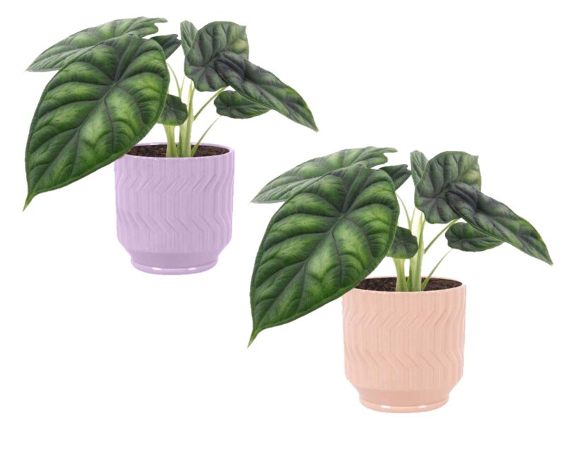 Alocasia 'Dragon Scale'  in Jane keramiek (Purple en Orange)