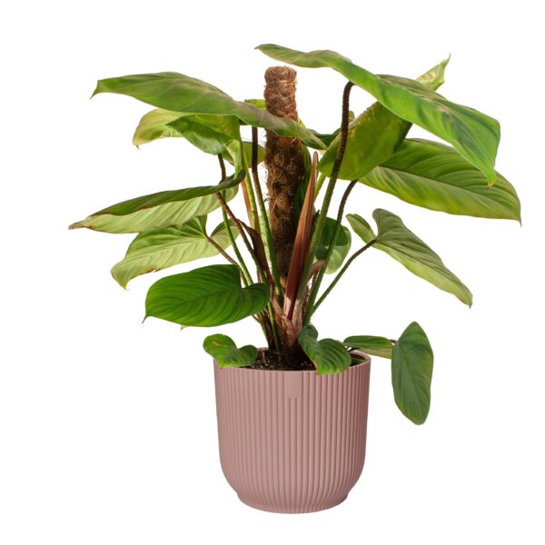 Philodendron 'Fuzzy Petiole'  in ELHO ® Vibes Fold Rond (delicaat roze)