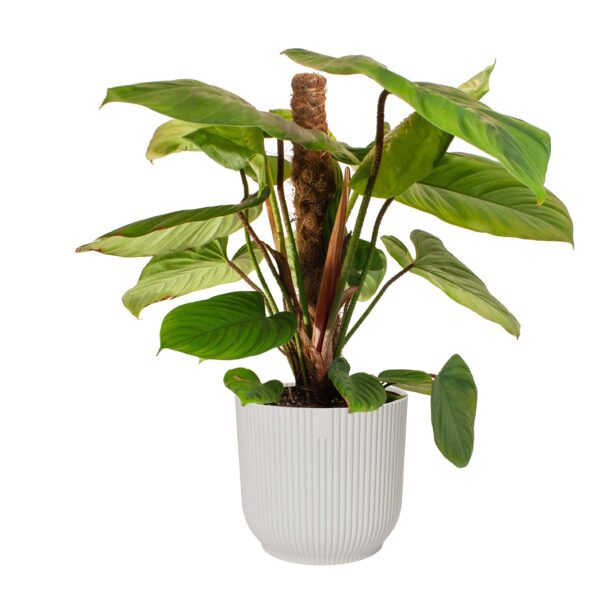 Philodendron 'Fuzzy Petiole'  in ELHO ® Vibes Fold Rond (zijdewit)