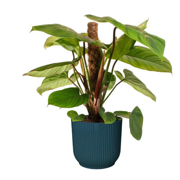 Philodendron 'Fuzzy Petiole'  in ELHO ® Vibes Fold Rond (diepblauw)