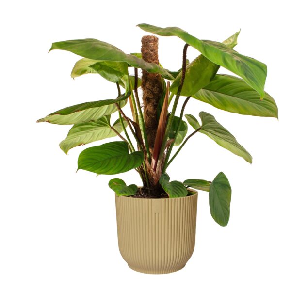 Philodendron 'Fuzzy Petiole'  in ELHO ® Vibes Fold Rond (botergeel)