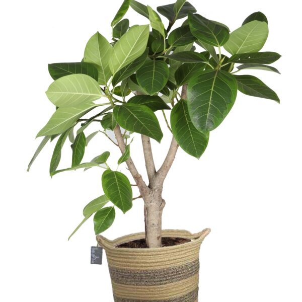 Ficus Altissima (vertakt) in plantenmand Flores