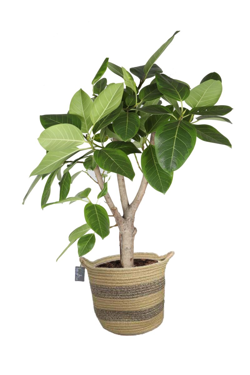Ficus Altissima (vertakt) in plantenmand Flores