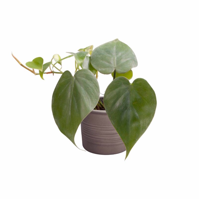 Plantenset “Love of my heart” (in Laos keramiek)